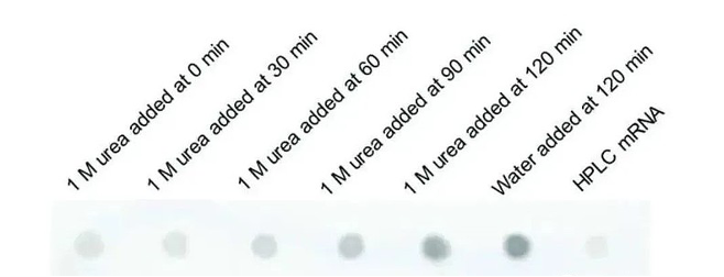 1702020020704161.png 640 (5).png