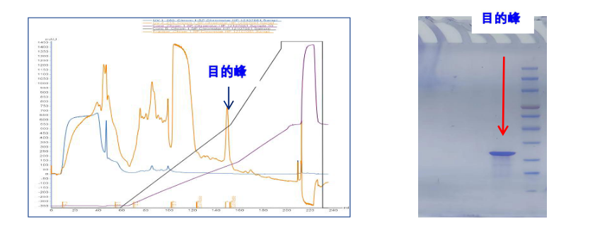 1742527329909962.png l.png