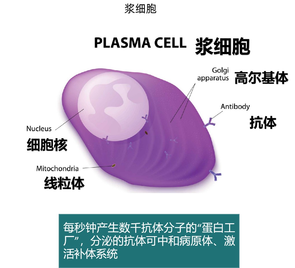1750386888236184.jpg 浆细胞.jpg