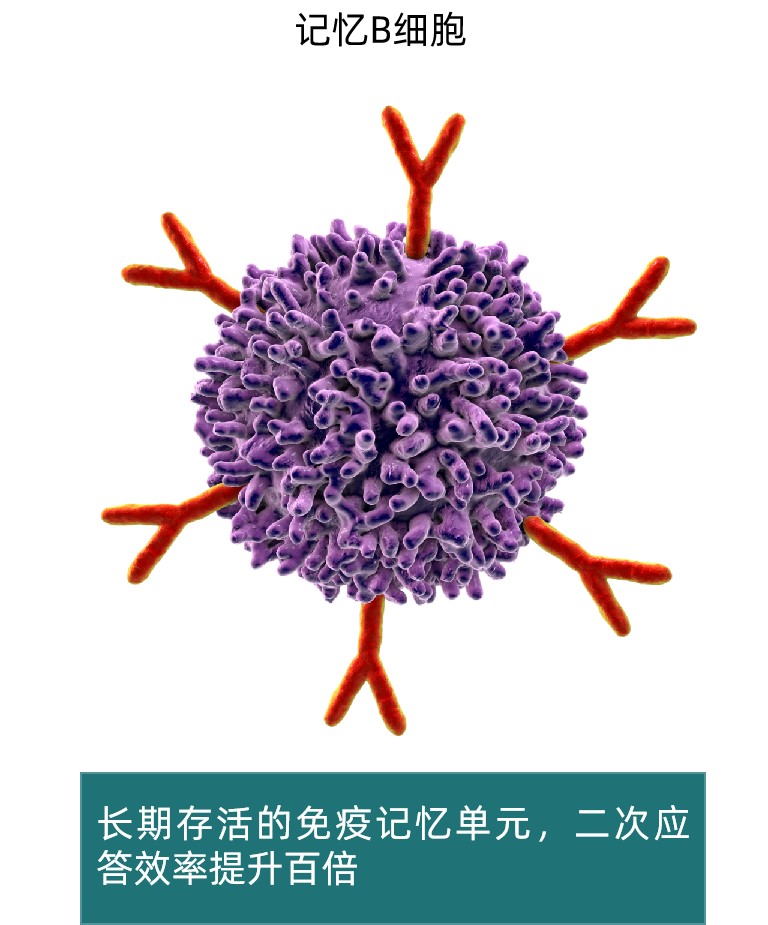 1750386939965464.jpg B细胞.jpg